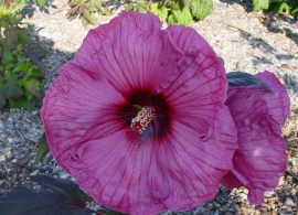 hibiscus plum crazy